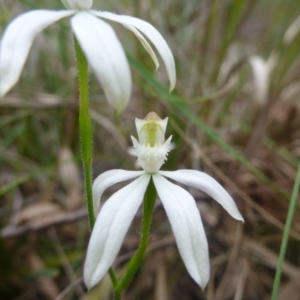 Fire and Orchids ACT Citizen Science Project at Point 5809 - 24 Oct 2015