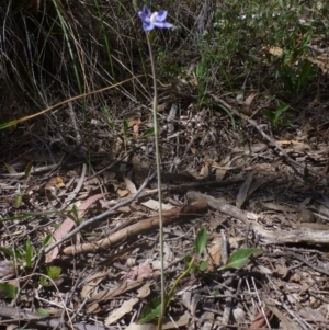 Fire and Orchids ACT Citizen Science Project at Point 99 - 16 Oct 2015