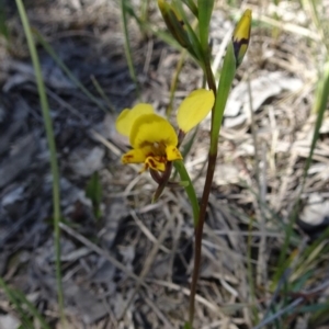 Fire and Orchids ACT Citizen Science Project at Point 14 - 16 Oct 2016