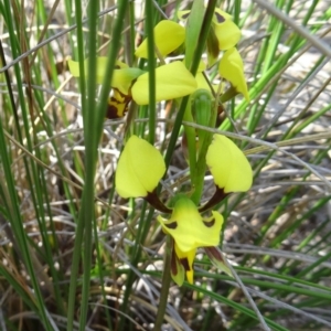 Fire and Orchids ACT Citizen Science Project at Point 14 - 24 Oct 2015