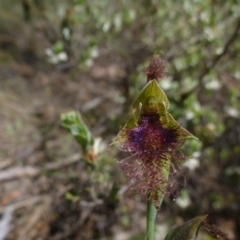 Fire and Orchids ACT Citizen Science Project at Point 99 - 16 Oct 2015