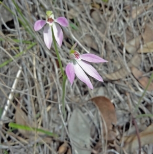 Fire and Orchids ACT Citizen Science Project at Point 4999 - 27 Sep 2016