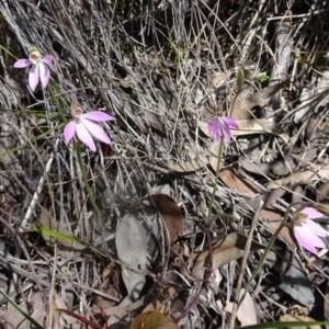 Fire and Orchids ACT Citizen Science Project at Point 4999 - 27 Sep 2016