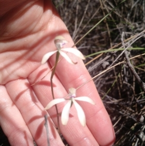 Fire and Orchids ACT Citizen Science Project at Point 4157 - 16 Oct 2016