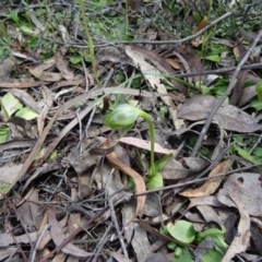 Fire and Orchids ACT Citizen Science Project at Point 5204 - 27 Sep 2014