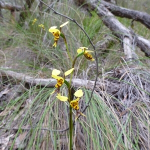 Fire and Orchids ACT Citizen Science Project at Point 4157 - 4 Nov 2015