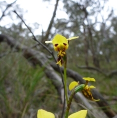 Fire and Orchids ACT Citizen Science Project at Point 4157 - 4 Nov 2015