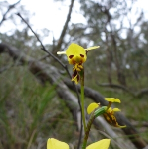 Fire and Orchids ACT Citizen Science Project at Point 4157 - 4 Nov 2015