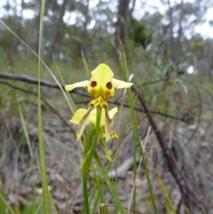 Fire and Orchids ACT Citizen Science Project at Point 4157 - 4 Nov 2015