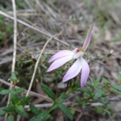 Fire and Orchids ACT Citizen Science Project at Point 5204 - 24 Sep 2014