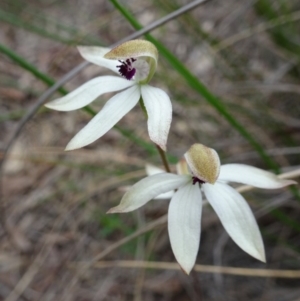 Fire and Orchids ACT Citizen Science Project at Point 20 - 29 Oct 2016