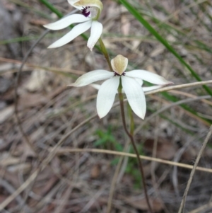 Fire and Orchids ACT Citizen Science Project at Point 20 - 29 Oct 2016