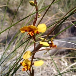 Fire and Orchids ACT Citizen Science Project at Point 4157 - 16 Oct 2016