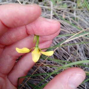 Fire and Orchids ACT Citizen Science Project at Point 4157 - 4 Nov 2015