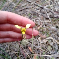 Fire and Orchids ACT Citizen Science Project at Point 4157 - 4 Nov 2015