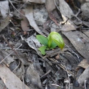 Fire and Orchids ACT Citizen Science Project at Point 5438 - 28 Aug 2019