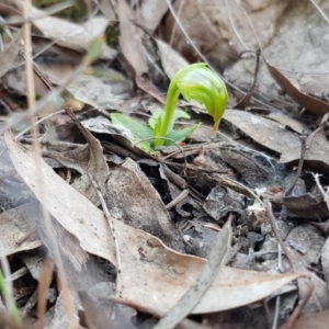 Fire and Orchids ACT Citizen Science Project at Point 5438 - 28 Aug 2019