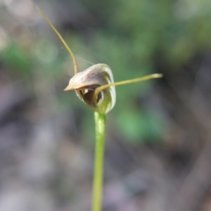 Fire and Orchids ACT Citizen Science Project at Point 5204 - 9 Oct 2021