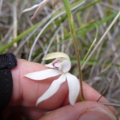 Fire and Orchids ACT Citizen Science Project at Point 103 - 23 Oct 2015