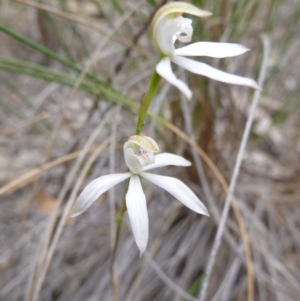 Fire and Orchids ACT Citizen Science Project at Point 103 - 23 Oct 2015