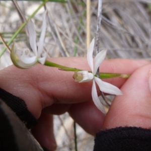 Fire and Orchids ACT Citizen Science Project at Point 103 - 23 Oct 2015