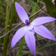 Fire and Orchids ACT Citizen Science Project at Point 103 - 8 Oct 2016