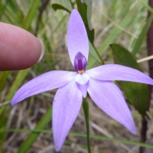 Fire and Orchids ACT Citizen Science Project at Point 103 - 8 Oct 2016