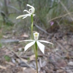 Fire and Orchids ACT Citizen Science Project at Point 4157 - 4 Nov 2015