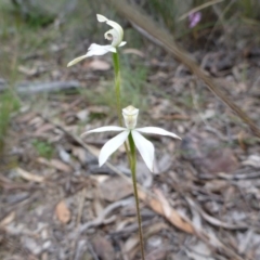 Fire and Orchids ACT Citizen Science Project at Point 4157 - 4 Nov 2015