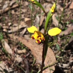 Fire and Orchids ACT Citizen Science Project at Point 751 - 11 Oct 2016