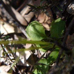 Fire and Orchids ACT Citizen Science Project at Point 5204 - 11 Sep 2021