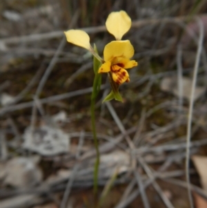 Fire and Orchids ACT Citizen Science Project at Point 3852 - 22 Oct 2015