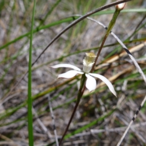 Fire and Orchids ACT Citizen Science Project at Point 99 - 14 Oct 2016