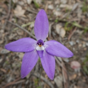 Fire and Orchids ACT Citizen Science Project at Point 4081 - 7 Oct 2016