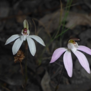 Fire and Orchids ACT Citizen Science Project at Point 5827 - 20 Sep 2017