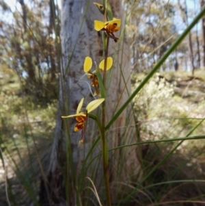 Fire and Orchids ACT Citizen Science Project at Point 49 - 5 Nov 2016