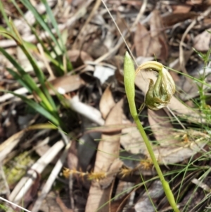 Fire and Orchids ACT Citizen Science Project at Point 5817 - 5 Oct 2015