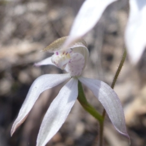 Fire and Orchids ACT Citizen Science Project at Point 99 - 16 Oct 2015