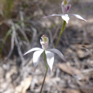 Fire and Orchids ACT Citizen Science Project at Point 99 - 16 Oct 2015