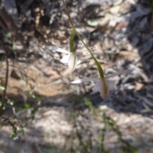 Fire and Orchids ACT Citizen Science Project at Point 99 - 16 Oct 2015