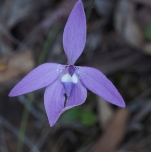 Fire and Orchids ACT Citizen Science Project at Point 29 - 16 Oct 2015