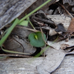 Fire and Orchids ACT Citizen Science Project at Point 4081 - 15 Apr 2017