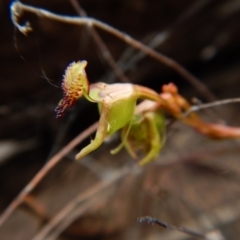 Fire and Orchids ACT Citizen Science Project at Point 3852 - 16 Nov 2015