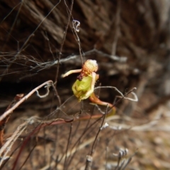 Fire and Orchids ACT Citizen Science Project at Point 3852 - 16 Nov 2015