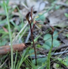 Fire and Orchids ACT Citizen Science Project at Point 4081 - 1 Sep 2021