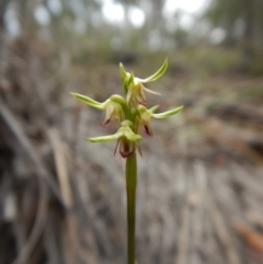 Fire and Orchids ACT Citizen Science Project at Point 49 - 4 Apr 2017