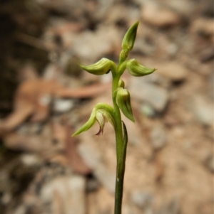 Fire and Orchids ACT Citizen Science Project at Point 49 - 4 Apr 2017