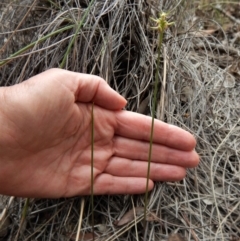 Fire and Orchids ACT Citizen Science Project at Point 49 - 4 Apr 2017