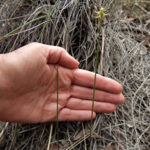 Fire and Orchids ACT Citizen Science Project at Point 49 - 4 Apr 2017