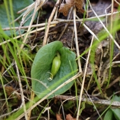 Fire and Orchids ACT Citizen Science Project at Point 4081 - 9 Apr 2023